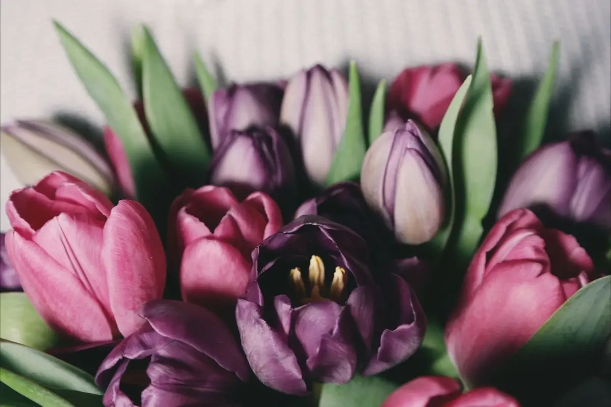 Send blomster til kæresten – 5 tips til at finde de helt rigtige blomster