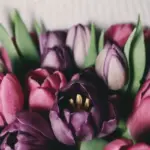 Send blomster til kæresten – 5 tips til at finde de helt rigtige blomster